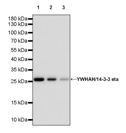 YWHAH/14-3-3 eta Recombinant Rabbit mAb (S-1327-22)