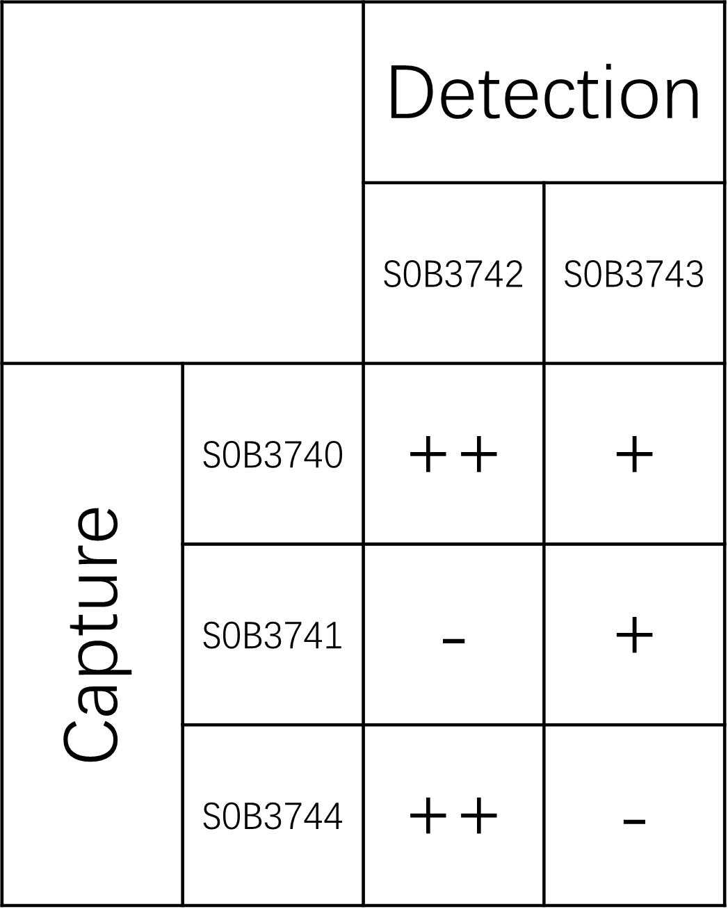 SV2A Recombinant Rabbit mAb (SDT-3732-5)