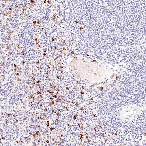 CD14 Mouse mAb (SDT-411-1)