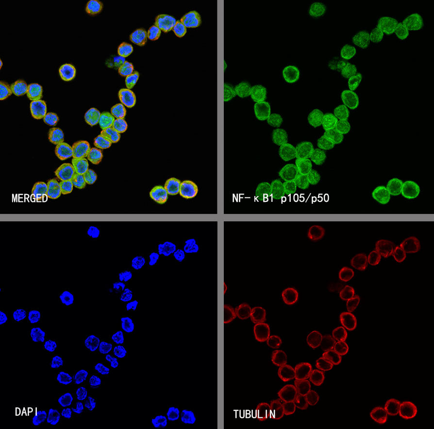 NF-κB1 p105/p50 Recombinant Rabbit mAb (S-3588-77)