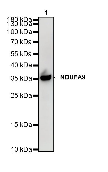 NDUFA9 Recombinant Mouse mAb (S-5382)