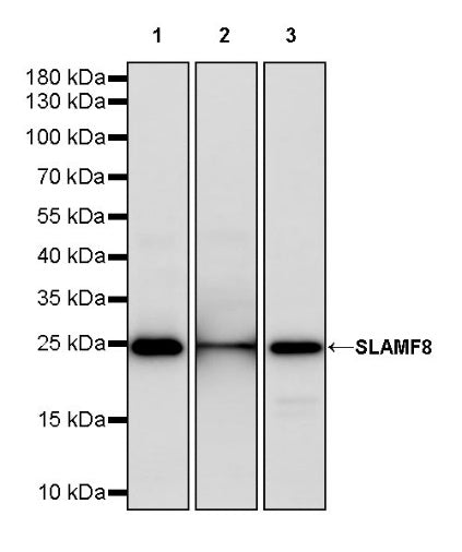 SLAMF8 Recombinant Rabbit mAb (S-1956-78)