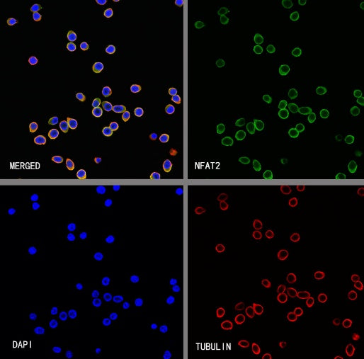 NFAT2 Recombinant Mouse mAb (S-4705)