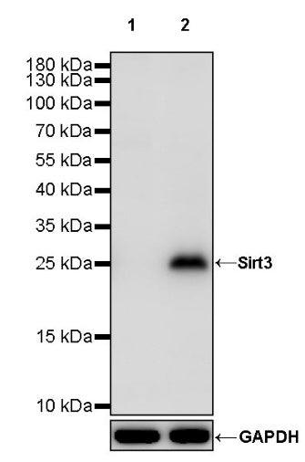 Sirt3 Recombinant Rabbit mAb (S-2004-6)