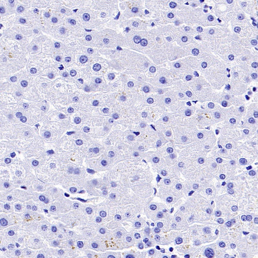 Invivo mouse IgG1 isotype control (D265A)