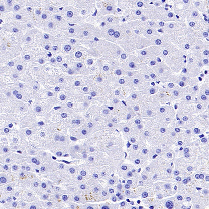 Invivo mouse IgG1 isotype control (D265A)