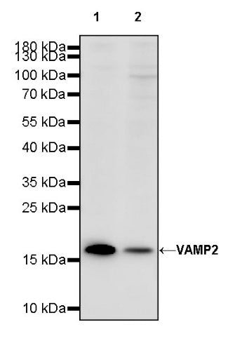 VAMP2 Recombinant Rabbit mAb (S-2359-2)