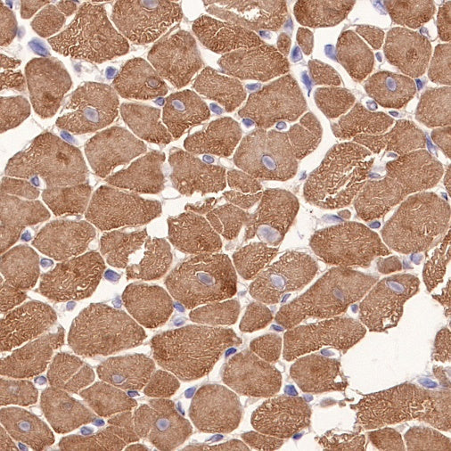 Alpha B Crystallin Recombinant Rabbit mAb (S-R216)