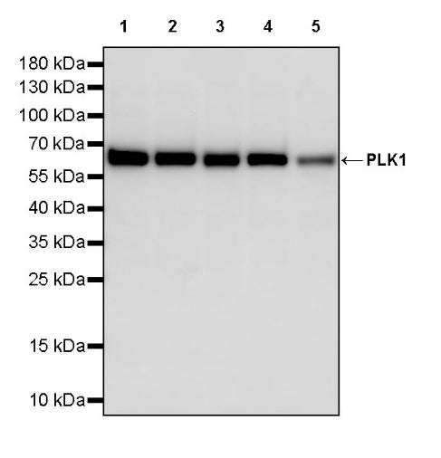 PLK1 Recombinant Rabbit mAb (S-2835-32)