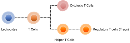 Mouse Treg Panel Kit