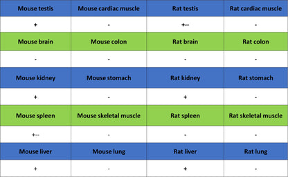 YTHDC2 Recombinant Rabbit mAb (S-3338-41)