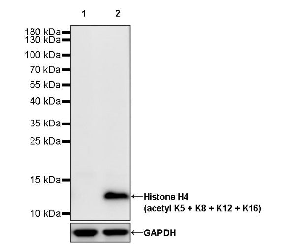 Histone H4 (acetyl K5 + K8 + K12 + K16) Recombinant Rabbit mAb (S-902-37)