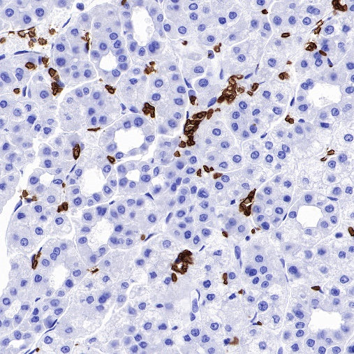 CD235a/Glycophorin A Recombinant Rabbit mAb (SDT-R279)