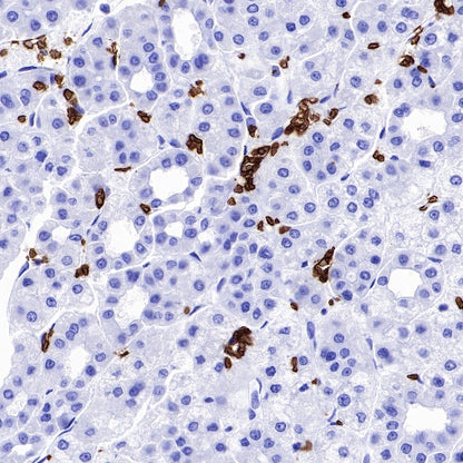 CD235a/Glycophorin A Recombinant Rabbit mAb (SDT-R279)