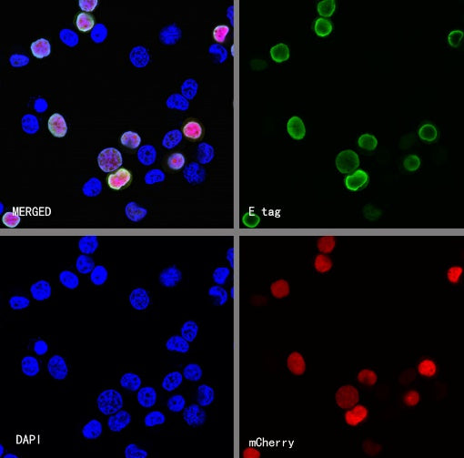 E tag Recombinant Rabbit mAb (FITC Conjugate) (S-911-14)