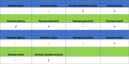 IL-33 Recombinant Rabbit mAb (S-1700-223)