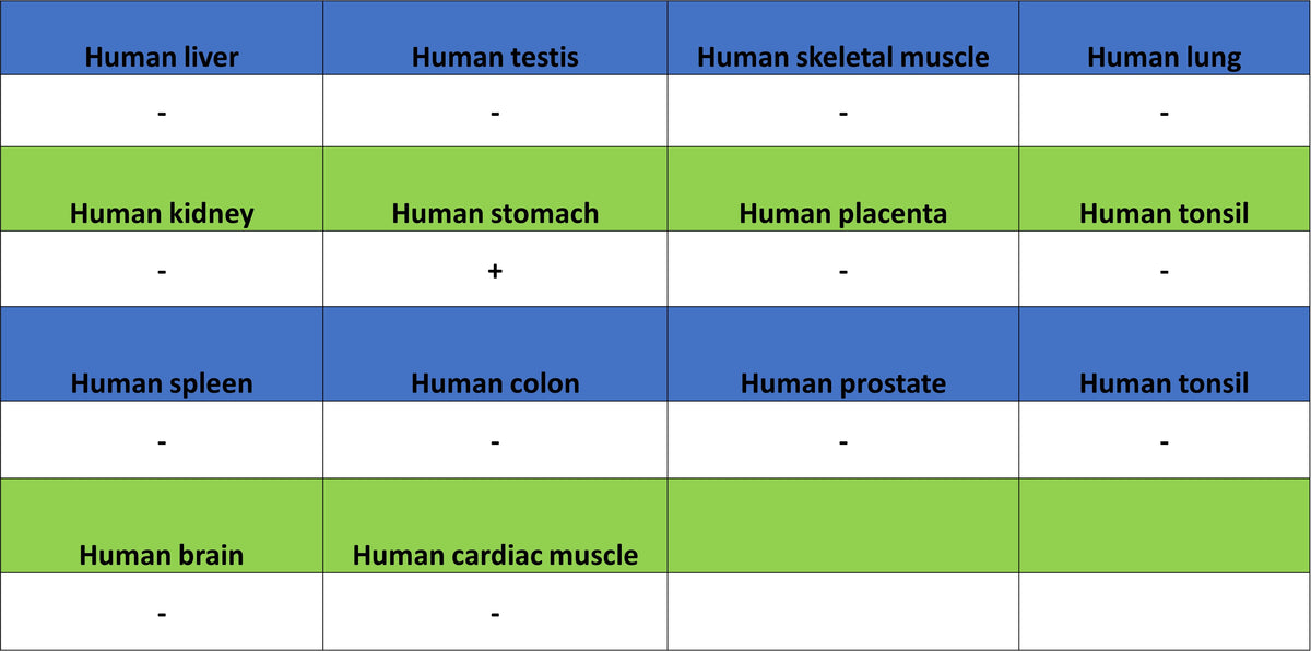 H+/K+-ATPase Recombinant Rabbit mAb (S-3474-110)
