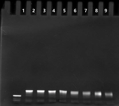T4 DNA Polymerase