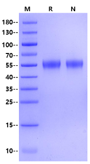 Biotinylated IL-15 R alpha His&Avi Tag Protein, Human