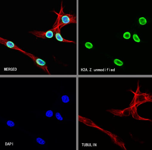 H2A.Z Recombinant Rabbit mAb (S-863-148)