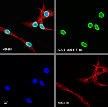 H2A.Z Recombinant Rabbit mAb (S-863-148)