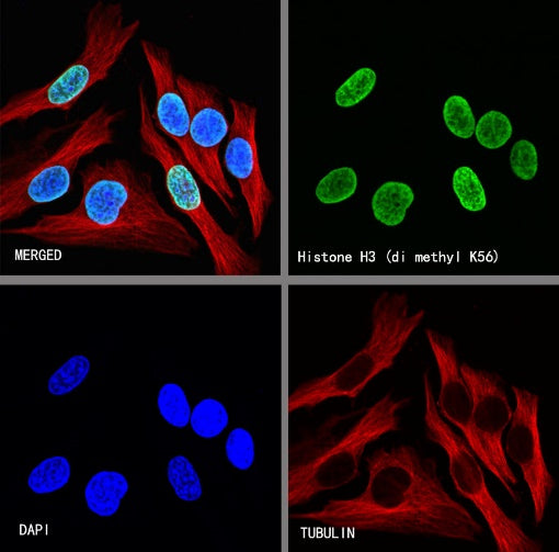 Histone H3 (di methyl K56) Recombinant Rabbit mAb (S-R427)