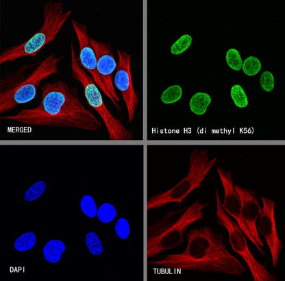 Histone H3 (di methyl K56) Recombinant Rabbit mAb (S-R427)