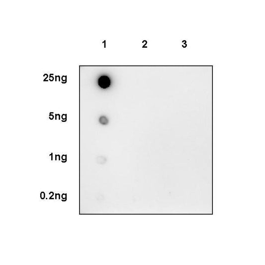 Product image media