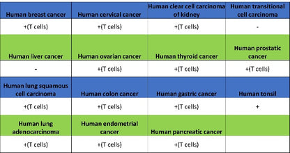 CD8α Recombinant Mouse mAb (S-1036-21)