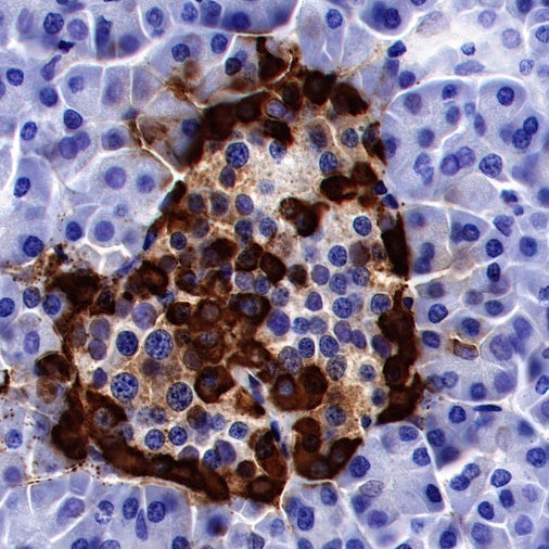 GLP-1 (active) Recombinant Rabbit mAb (S-R280)