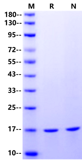 S100A8 Protein, Human