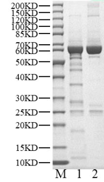 SBK3 His&GST Tag Protein, Human