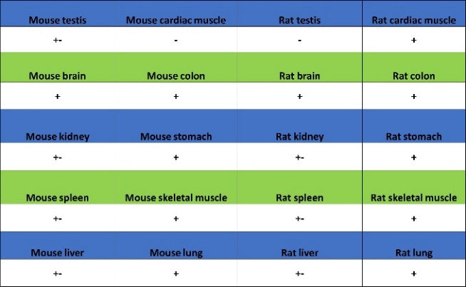 Versican Recombinant Rabbit mAb (S-3770-43)