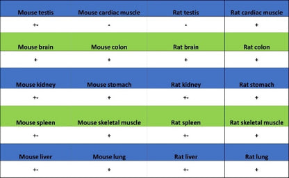 Versican Recombinant Rabbit mAb (S-3770-43)