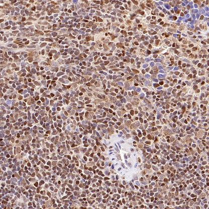 S-RMab® GAPDH Recombinant Rabbit mAb (S-240-147)