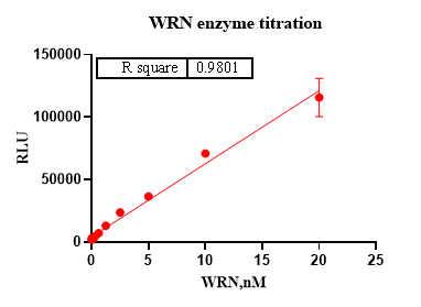 WRN Protein,Human