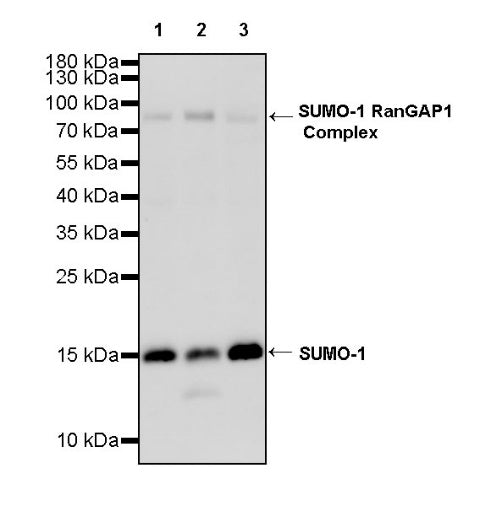 SUMO-1 Recombinant Rabbit mAb (S-625-111)