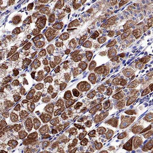 DLAT Rabbit Polyclonal Antibody