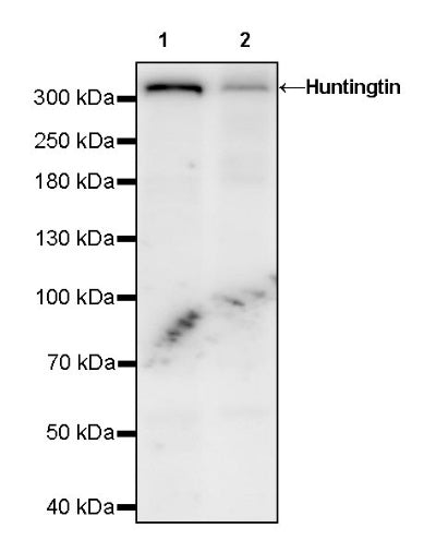 Huntingtin Recombinant Rabbit mAb (S-1481-147)