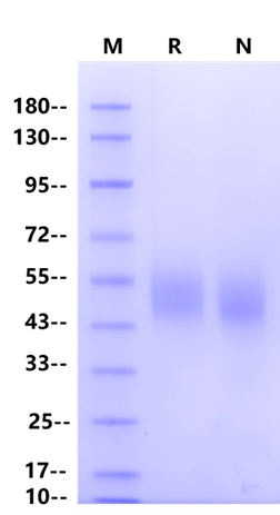 B7-H2/ICOSLG His Tag Protein, Human