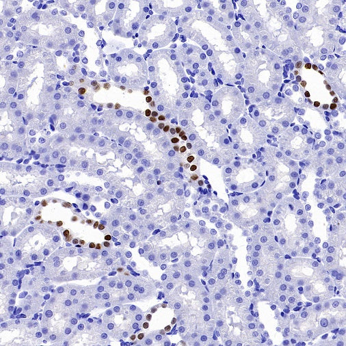 GATA3 Recombinant Mouse mAb (SDT-3180)