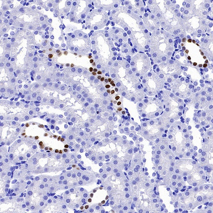 GATA3 Recombinant Mouse mAb (SDT-3180)