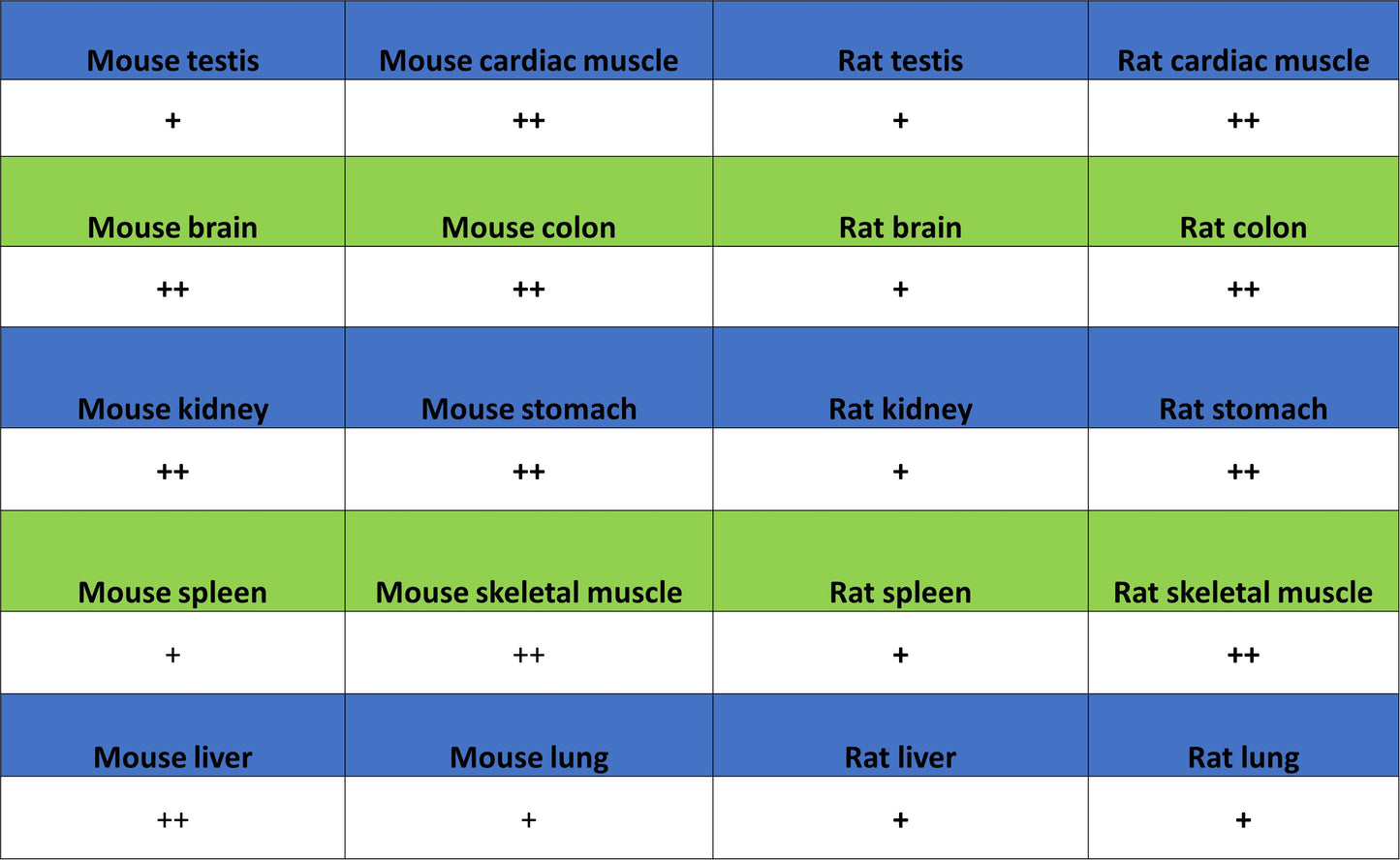 NDUFB8 Recombinant Rabbit mAb (S-4770-29)