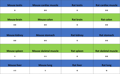 NDUFB8 Recombinant Rabbit mAb (S-4770-29)