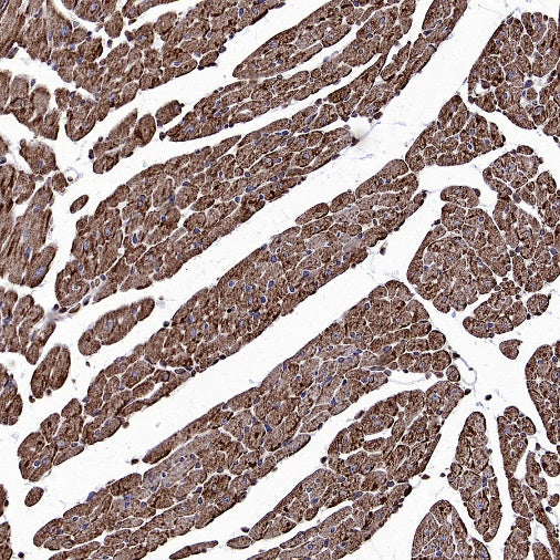 TRIM63 Recombinant Rabbit mAb (S-2304-110)