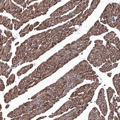 TRIM63 Recombinant Rabbit mAb (S-2304-110)