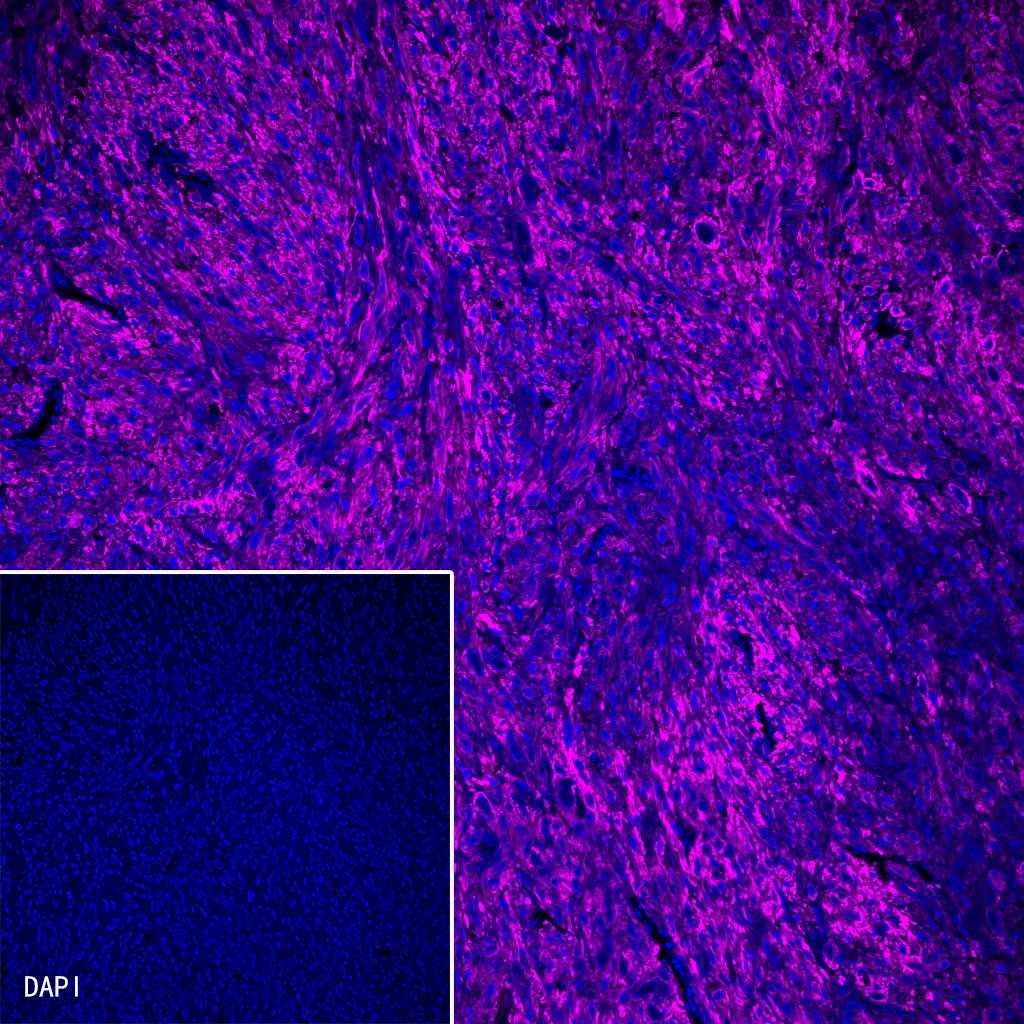 alpha smooth muscle Actin Recombinant Rabbit mAb (Alexa Fluor® 647 Conjugate) (SDT-132-63)