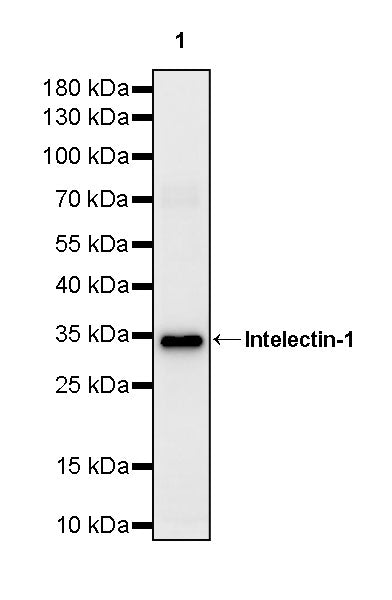 Intelectin-1 Rabbit Polyclonal Antibody