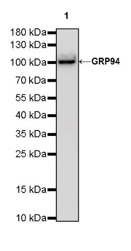 GRP94 Recombinant Rabbit mAb (S-R268)