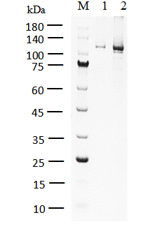 PKCα Protein